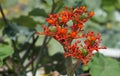 Buddha belly plant flowers, Jatropha podagrica, Rio