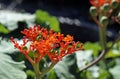 Buddha belly plant flowers, Jatropha podagrica, Rio