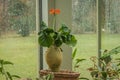 Buddha belly plant - Jatropha podagrica