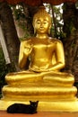 Buddha and black cat Royalty Free Stock Photo