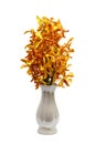 Buddha Bouquet orange orchid flower in vase isolated on white background Royalty Free Stock Photo