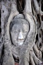 Buddha Face inside the Tree 1