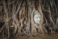 Buddha face statue in the roots, Thailand