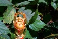 Buddha figure on a background of green grass