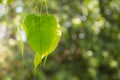 Buddha Green Leaf, Bodhi Tree leaf Royalty Free Stock Photo