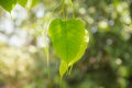 Buddha Green Leaf, Bodhi Tree leaf Royalty Free Stock Photo