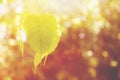 Buddha Green Leaf, Bodhi Tree leaf