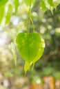 Buddha Green Leaf, Bodhi Tree leaf Royalty Free Stock Photo