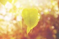 Buddha Green Leaf, Bodhi Tree leaf with sun bright. Royalty Free Stock Photo