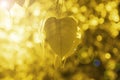 Buddha Green Leaf, Bodhi Tree leaf with sun bright. Royalty Free Stock Photo