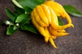 Buddha hand citrus fruit. Yellow Organic fingered citron, Buddha\'s Hand Citrus Fruit with Fingers