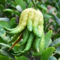 Buddha hand fruit Royalty Free Stock Photo