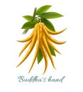 Buddha hand fruit realistic Royalty Free Stock Photo