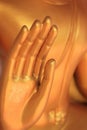 Buddha hand Royalty Free Stock Photo