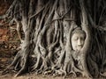 Buddha Head in Banyan Tree Roots at Wat Mahathat Temple in Ayutthaya Historical Park, Thailand Royalty Free Stock Photo