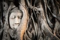 Buddha Head in Banyan Tree Roots at Wat Mahathat Temple in Ayutthaya Historical Park, Thailand Royalty Free Stock Photo