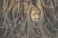 Buddha head embeded in banyan tree