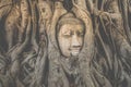 Buddha head embeded in banyan tree