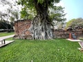 Buddha head entwined with tree roots in Ayutthaya, Thailand Royalty Free Stock Photo