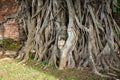 Buddha head entwined with tree roots,Wat Mahathat,Ayutthaya prov Royalty Free Stock Photo