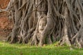 The Buddha head and face in the banyan tree`s root in Wat Mahathat or Wat Maha temple in Ayutthaya Province, Bangkok City, Royalty Free Stock Photo