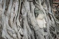 Buddha head overgrown with tree roots in Ayutthaya, Thailand , W Royalty Free Stock Photo