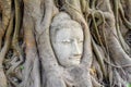 Buddha head overgrown by the tree in Wat Mahathat Ayutthaya Thailand Royalty Free Stock Photo