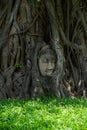 The Buddha head is the root of the Bodhi tree covered Royalty Free Stock Photo