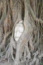 Buddha head in the roots of an overgrown fig tree Royalty Free Stock Photo