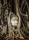 Buddha Head statue embed in tree roots