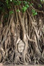 Buddha head statue inside bodhi tree Royalty Free Stock Photo