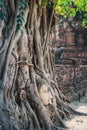 Buddha head statue in old tree roots in Wat Mahathat Buddhist Temple, Ayutthaya, Thailand