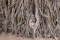 Overgrown Buddha head statue in Wat Maha That, Ayutthaya, Thailand.