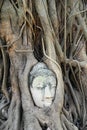Buddha Head statue with trapped in Bodhi Tree roots Royalty Free Stock Photo