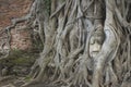 Buddha Head statue trapped in roots of Bodhi Tree at Wat Mahathat. Ayutthaya historical park in Thailand. Royalty Free Stock Photo