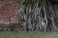 Buddha Head statue trapped in roots of Bodhi Tree at Wat Mahathat, Ayutthaya historical park, Thailand. Royalty Free Stock Photo