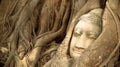 Buddha head statue under root tree.