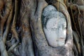 Buddha head in three roots in the Wat Mahathat temple in Ayutthaya, UNESCO World Heritage Site Royalty Free Stock Photo