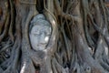 Buddha head in three roots in the Wat Mahathat temple in Ayutthaya, UNESCO World Heritage Site Royalty Free Stock Photo