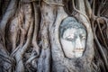 Buddha Head in Tree, Ayutthaya, Thailand Royalty Free Stock Photo