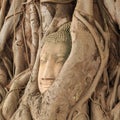 Buddha head in tree Royalty Free Stock Photo
