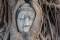 Buddha head in tree root Royalty Free Stock Photo