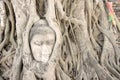 Buddha head in tree roots.