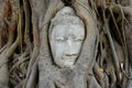 Buddha head in tree roots Royalty Free Stock Photo