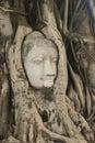 Buddha head in tree roots in Ayutthaya historical park. Thailand Royalty Free Stock Photo