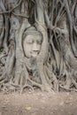 Buddha Head in Tree Roots in Ayutthaya, Thailand Royalty Free Stock Photo