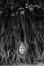Buddha head in tree roots Royalty Free Stock Photo