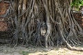 Buddha head in tree roots Royalty Free Stock Photo