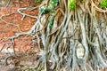 Buddha head in tree roots at brick wall Royalty Free Stock Photo