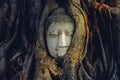 Buddha Head in Tree Roots Royalty Free Stock Photo